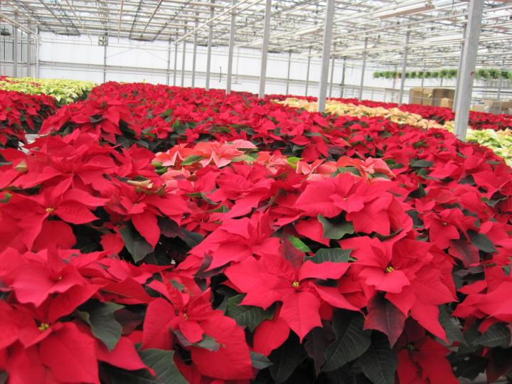 Poinsettia History | The Old Farmer's Almanac